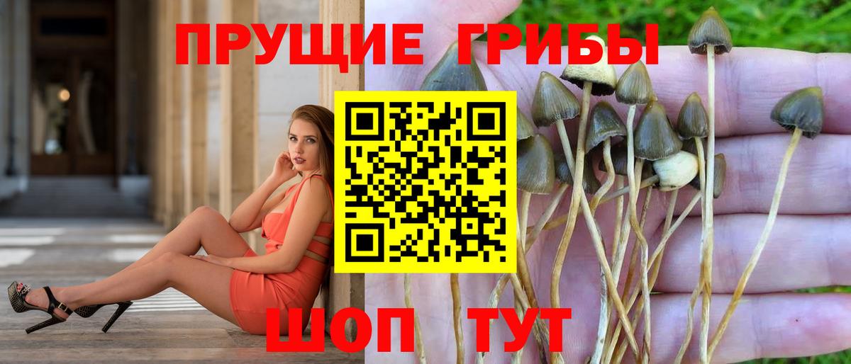 сколько стоит  Вход с VPN  Ржев  Галлюциногенные грибы Psilocybine cubensis 